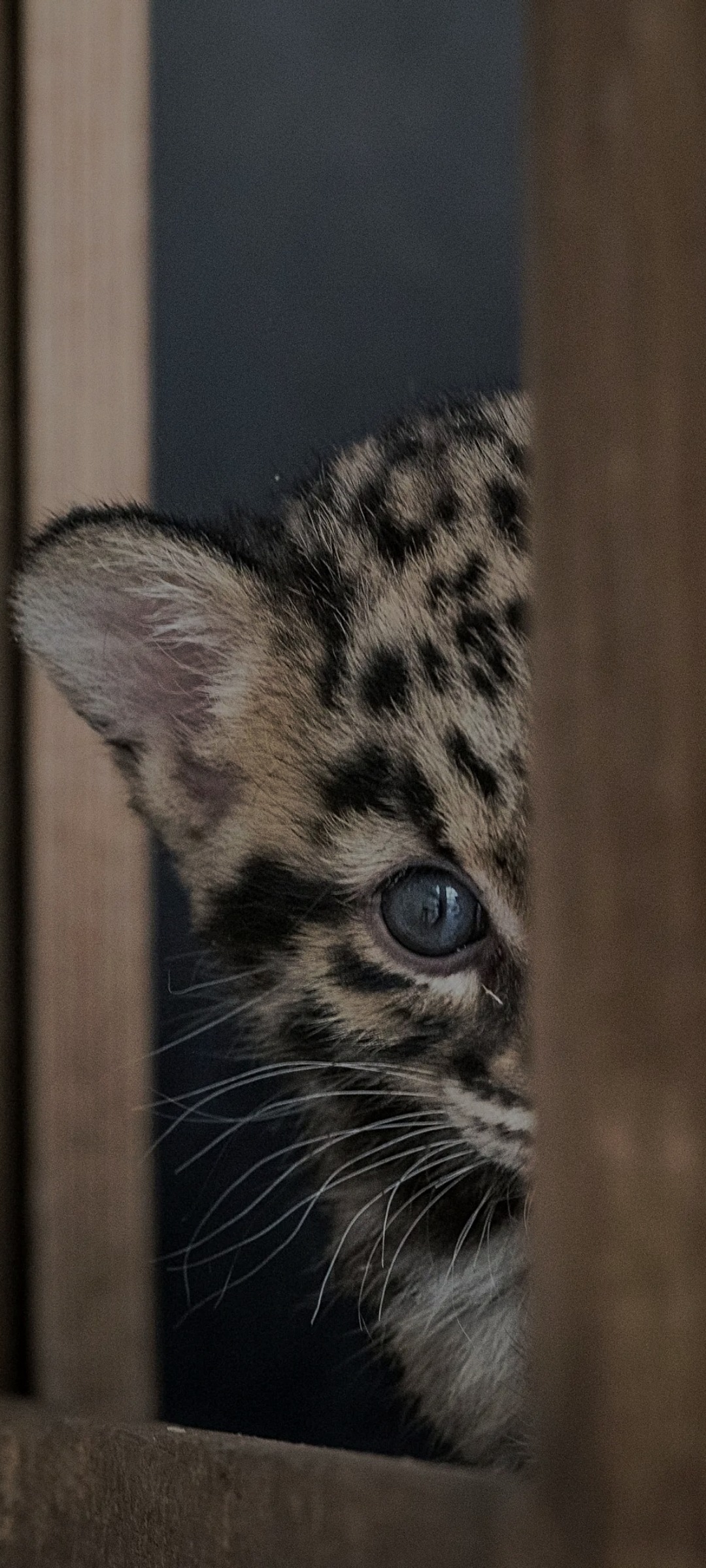 Eno - Wallisellen - Zurich | Plans Cul